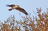 Osprey Over A Tree_26623